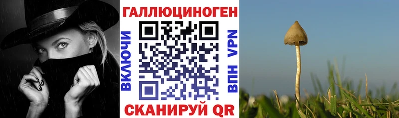 Галлюциногенные грибы Psilocybine cubensis  Ханты-Мансийск 